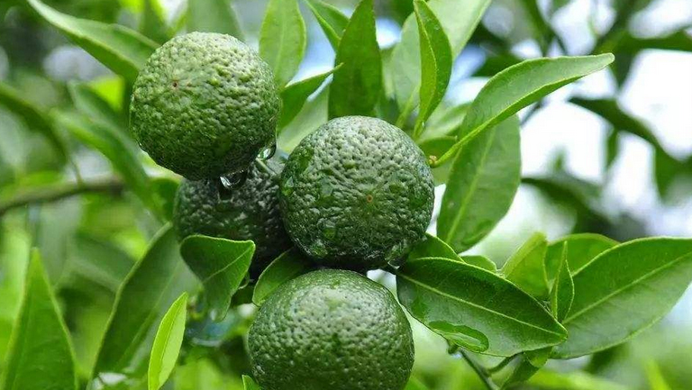小青桔茶的功效与作用