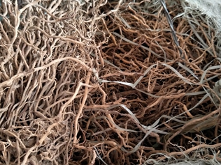 牛尾结根的功效与作用