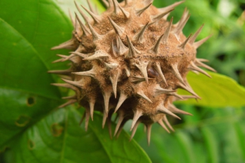 刺果藤的功效与作用