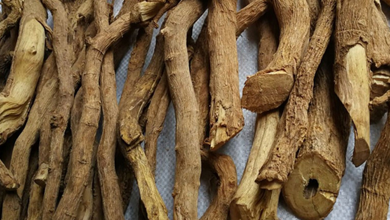 黄根的功效与作用