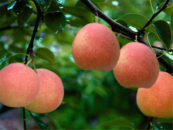 红梨的功效与作用