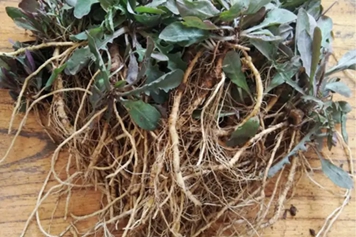 苦麻子根的功效与作用