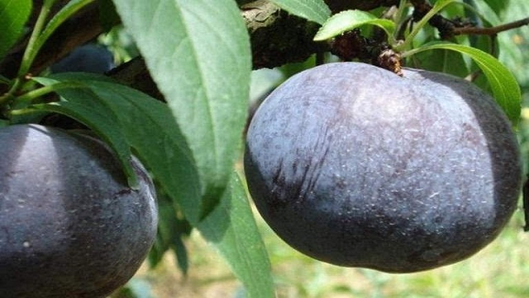 黑布朗李的功效与作用