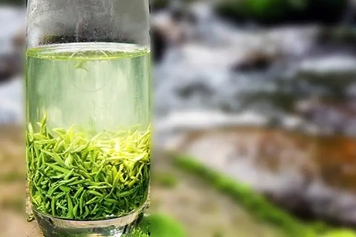 早春甘露茶的功效与作用
