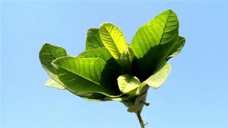 女人吃秋葵的功效与作用