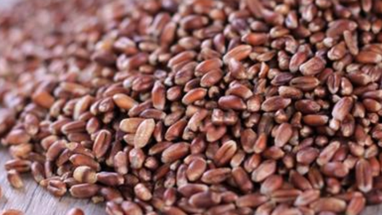 黑小麦的功效与作用