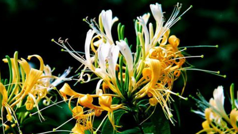 二花的功效与作用