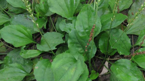 车前草的功效与作用