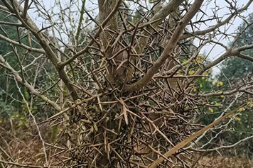 野皂角的功效与作用