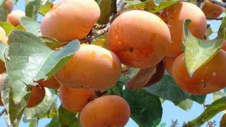 红嘟嘟的功效与作用