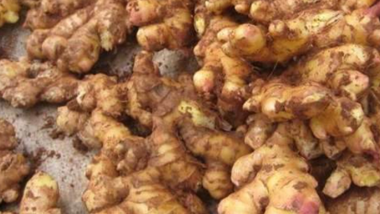 小黄姜的功效与作用