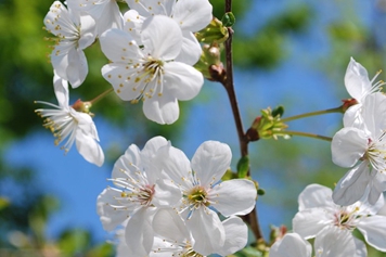 樱桃花的功效与作用