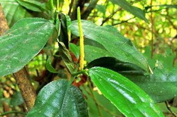 小肠风草的功效与作用