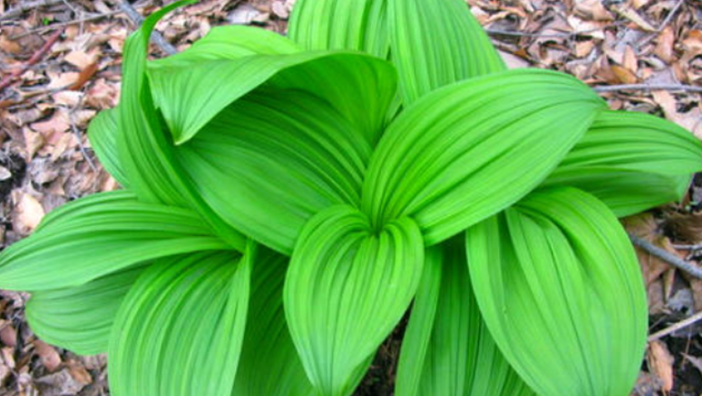 藜芦的功效与作用