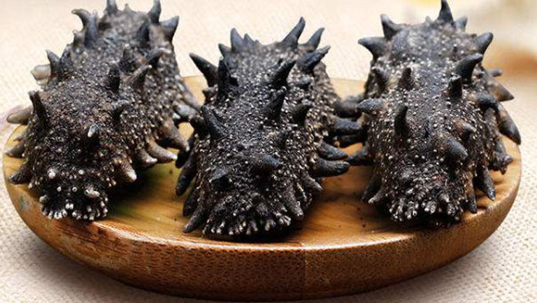 野生刺参的功效与作用