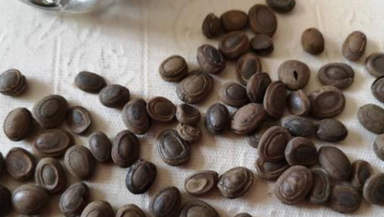 猴枣的功效与作用