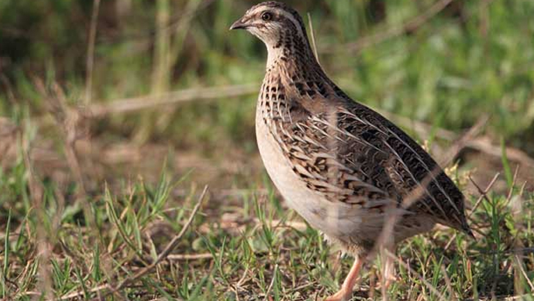 鹌鹑的功效与作用