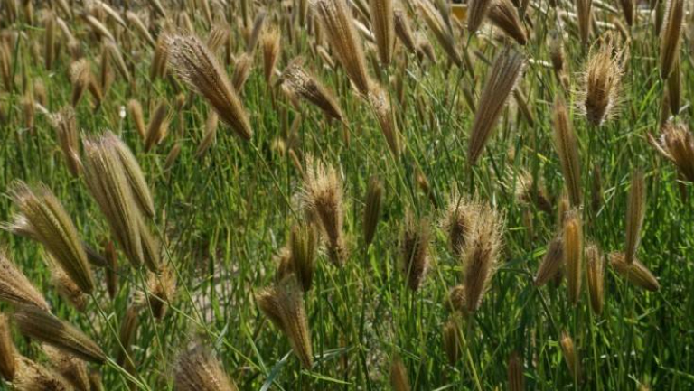 虎尾草的功效与作用