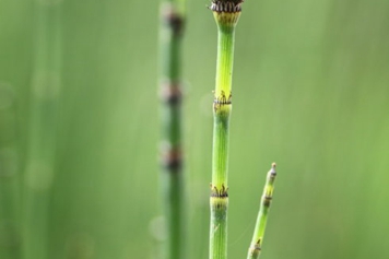 锉草的功效与作用