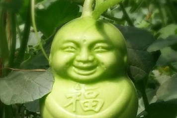 福娃人参果的功效与作用