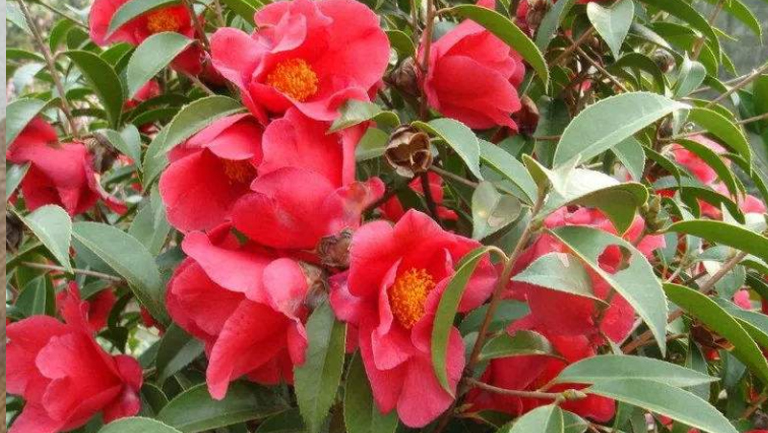 红花茶油的功效与作用