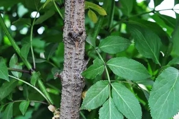 臭树的功效与作用