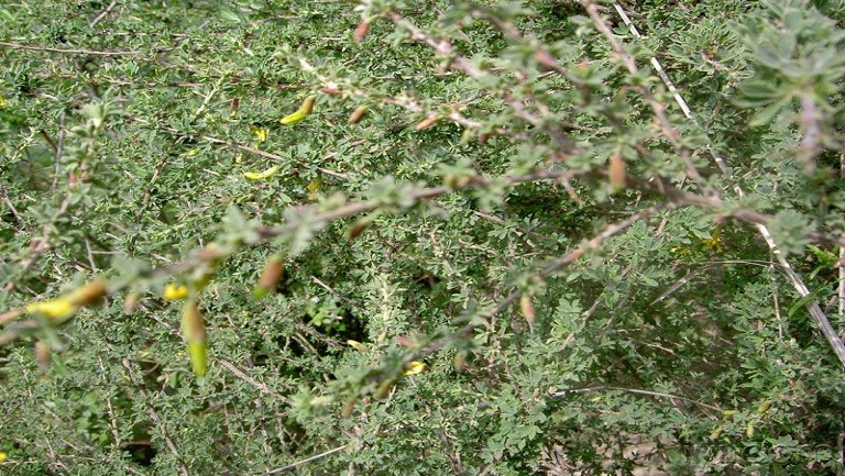 铁篱笆刺根的功效与作用