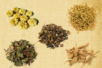 金银花野菊花连翘蒲公英地丁的功效与作用