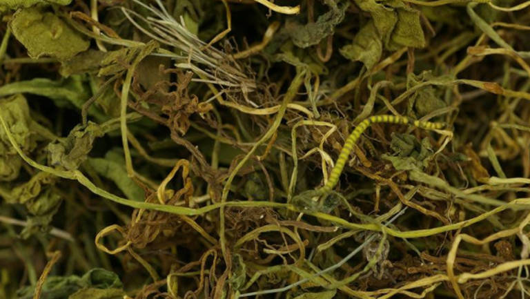 蛇须草的功效与作用