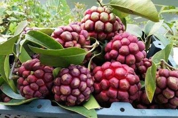 黑老虎果的功效与作用