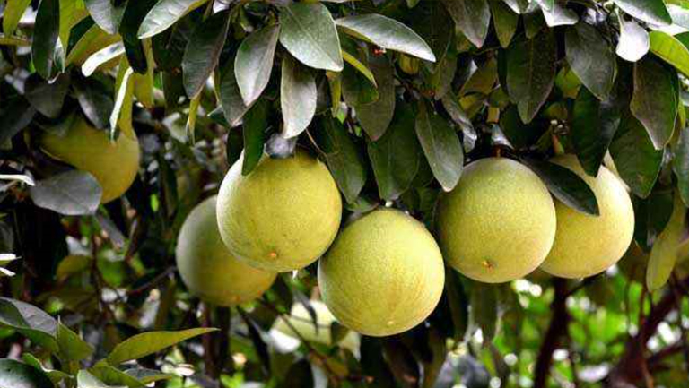 苦柚子的功效与作用