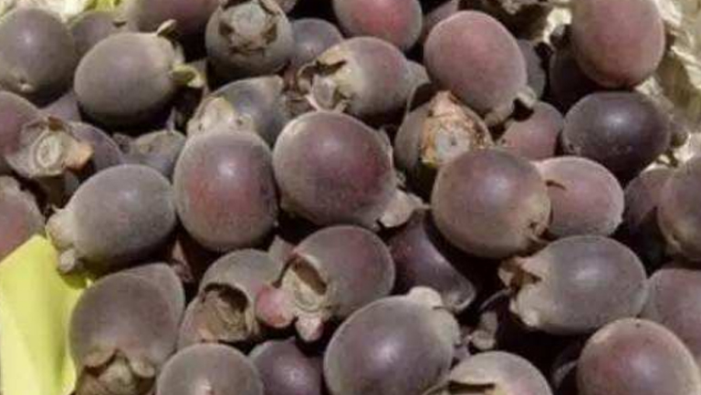 牛甘子的功效与作用