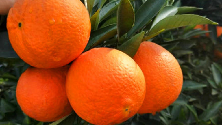 桔橙的功效与作用