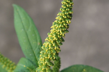 豚草的功效与作用