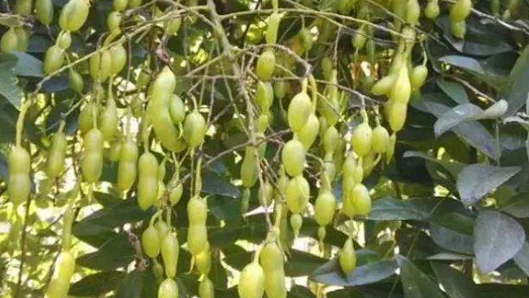 槐连豆的功效与作用