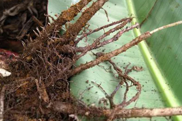 香蕉根的功效与作用