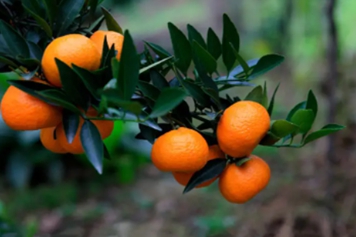 小柑桔子的功效与作用