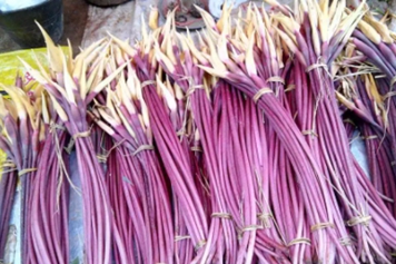 紫芋梗的功效与作用