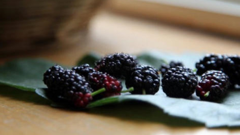 黄酒泡桑葚的功效与作用