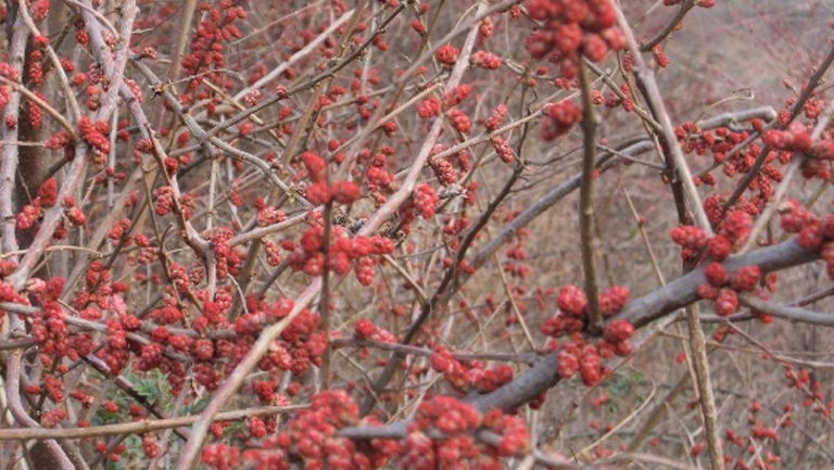 马桑树的功效与作用