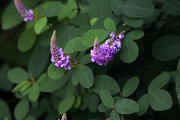 假地豆的功效与作用