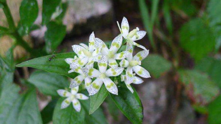 獐牙菜的功效与作用