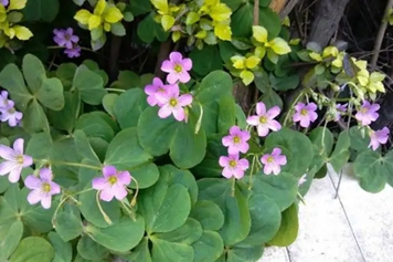 咸酸藤的功效与作用