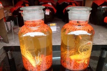 雷公藤泡酒的功效与作用