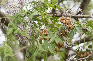 带藤苦楝的功效与作用