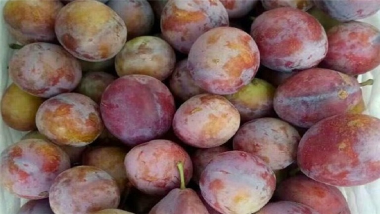 鲜西梅的功效与作用