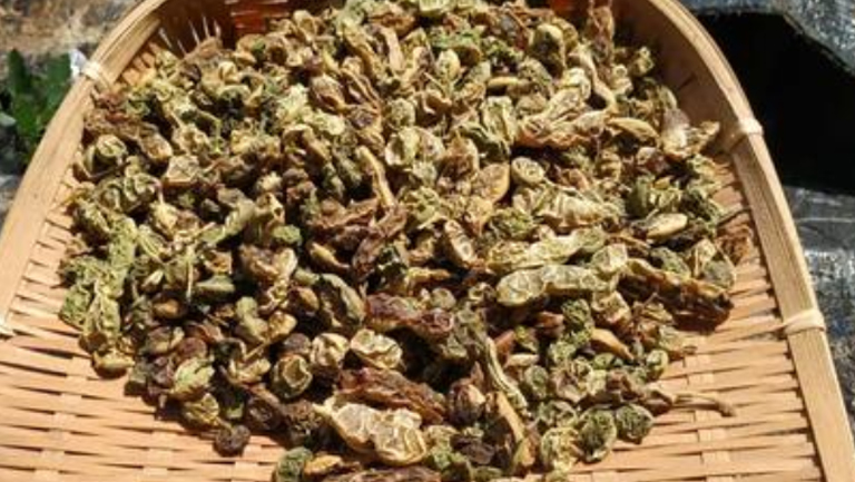 家槐豆的功效与作用