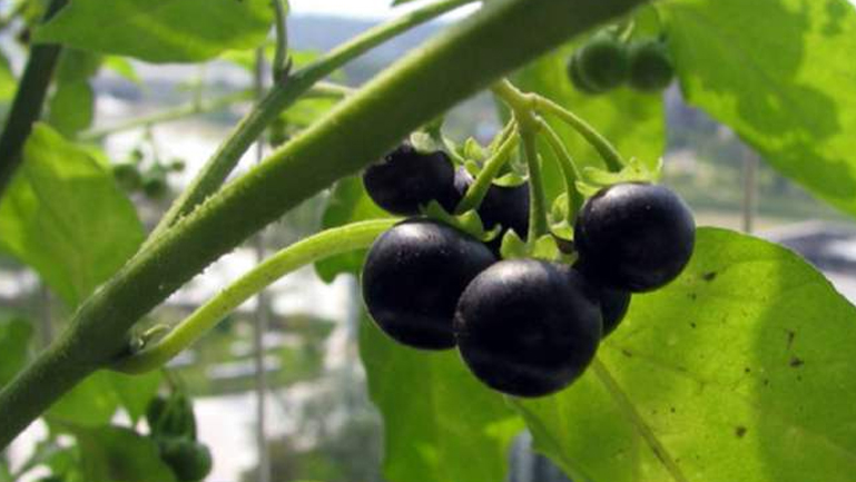 龙葵果的功效与作用