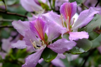 洋紫荆的功效与作用