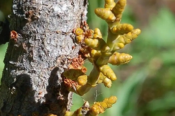 桑树寄生树的功效与作用